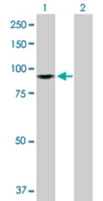 Western Blot: ZW10 Antibody [H00009183-D01P]