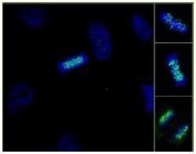 Immunocytochemistry/ Immunofluorescence: ZWINT Antibody [NB100-2364]