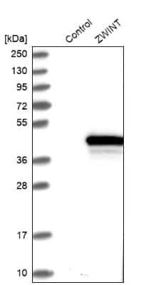 Western Blot: ZWINT Antibody [NBP1-82868]