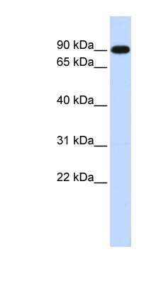 Western Blot: ZXDA Antibody [NBP1-80321]