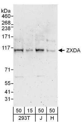 Western Blot: ZXDA Antibody [NBP2-04129]