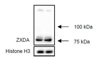 Western Blot: ZXDA Antibody [NBP2-04129]