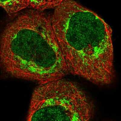 Immunocytochemistry/ Immunofluorescence: ZZEF1 Antibody [NBP1-83828]