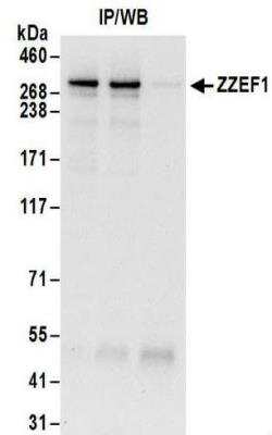 Immunoprecipitation: ZZEF1 Antibody [NBP2-32119]