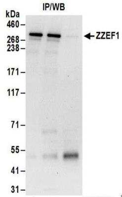 Immunoprecipitation: ZZEF1 Antibody [NBP2-32120]