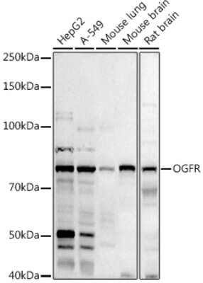 Western Blot: Zeta Opioid Receptor AntibodyAzide and BSA Free [NBP2-94528]