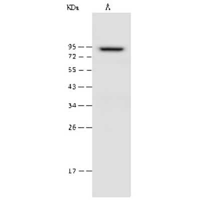 Western Blot: Zeta Opioid Receptor Antibody [NBP2-99484]