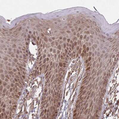 Immunohistochemistry-Paraffin: Zfp219 Antibody [NBP2-31626]