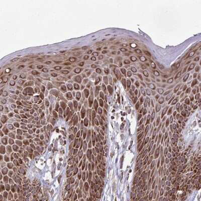 Immunohistochemistry-Paraffin: Zfp219 Antibody [NBP2-32012]