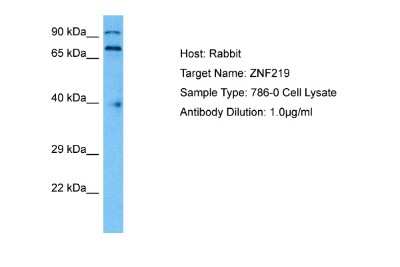 Western Blot: Zfp219 Antibody [NBP2-88619]