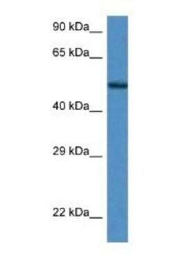 Western Blot: Zfp275 Antibody [NBP1-91319]