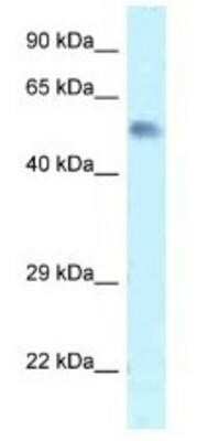 Western Blot: Zfp472 Antibody [NBP1-91625]