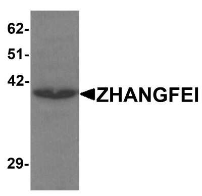 Western Blot: Zhangfei AntibodyBSA Free [NBP1-76539]