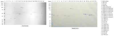 Western Blot: Zika Virus VLP Antibody (ID5-2-H7-G3) [NBP3-14851]