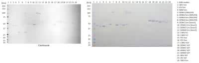 Western Blot: Zika Virus VLP Antibody (IG3-1-A12-G9) [NBP3-14850]