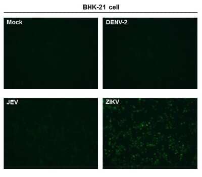 Immunocytochemistry/ Immunofluorescence: Zika virus Capsid Protein Antibody [NBP3-13373]