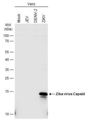 Western Blot: Zika virus Capsid Protein Antibody [NBP3-13200]