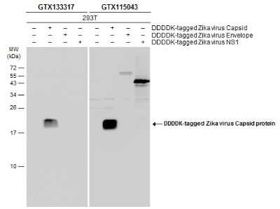 Western Blot: Zika virus Capsid Protein Antibody [NBP3-13200]