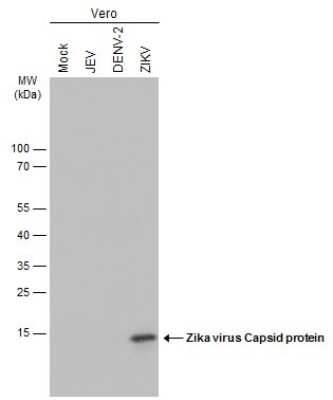 Western Blot: Zika virus Capsid Protein Antibody [NBP3-13373]
