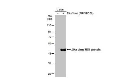 Western Blot: Zika virus (H/PF/2013) NS1 Antibody (GT281) [NBP3-13590]