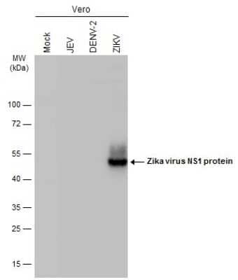 Western Blot: Zika virus (H/PF/2013) NS1 Antibody (GT5212) [NBP3-13589]