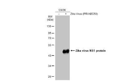 Western Blot: Zika virus (H/PF/2013) NS1 Antibody (GT5212) [NBP3-13589]