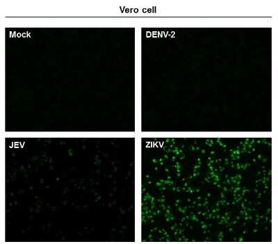 Immunocytochemistry/ Immunofluorescence: Zika virus (H/PF/2013) NS1 Antibody [NBP3-13204]