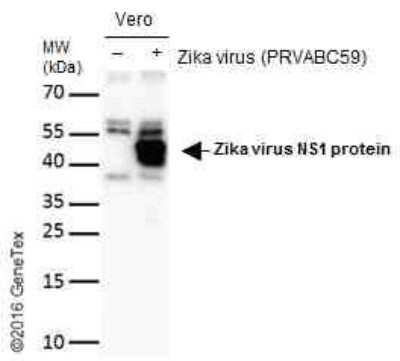 Western Blot: Zika virus (H/PF/2013) NS1 Antibody [NBP3-13194]