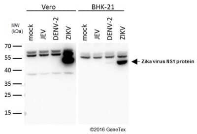 Western Blot: Zika virus (H/PF/2013) NS1 Antibody [NBP3-13194]