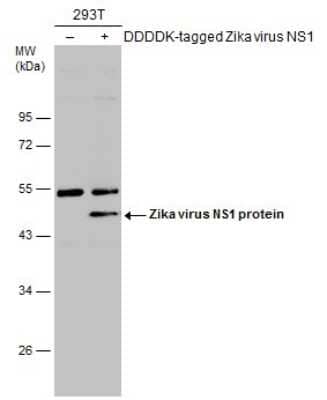 Western Blot: Zika virus (H/PF/2013) NS1 Antibody [NBP3-13194]