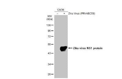 Western Blot: Zika virus (H/PF/2013) NS1 Antibody [NBP3-13194]