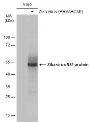 Western Blot: Zika virus (H/PF/2013) NS1 Antibody [NBP3-13204]