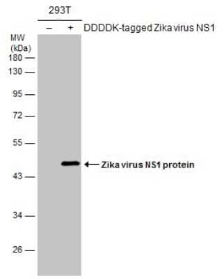 Western Blot: Zika virus (H/PF/2013) NS1 Antibody [NBP3-13204]