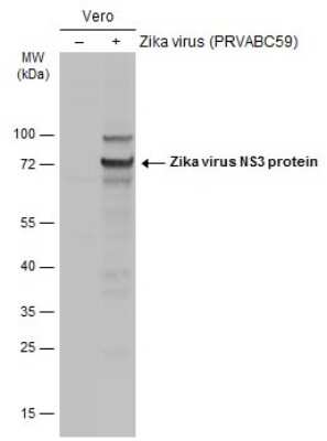 Western Blot: Zika virus NS3 Antibody [NBP3-13202]