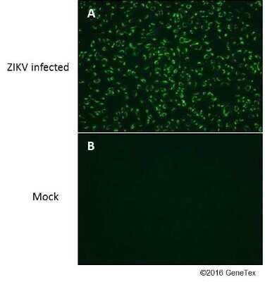 Immunocytochemistry/ Immunofluorescence: Zika virus NS4B Antibody [NBP3-13197]