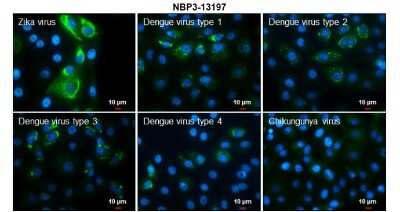 Immunocytochemistry/ Immunofluorescence: Zika virus NS4B Antibody [NBP3-13197]
