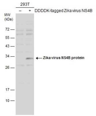 Western Blot: Zika virus NS4B Antibody [NBP3-13197]