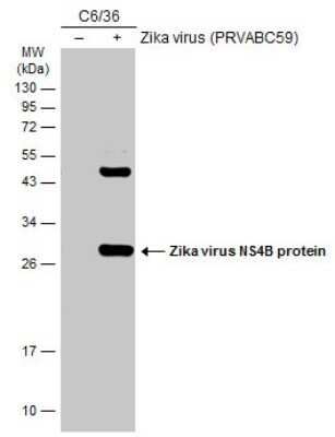 Western Blot: Zika virus NS4B Antibody [NBP3-13197]