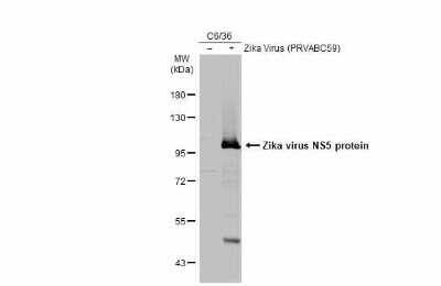 Western Blot: Zika virus NS5 Antibody [NBP3-13208]