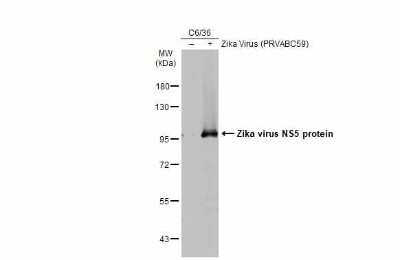 Western Blot: Zika virus NS5 Antibody [NBP3-13209]