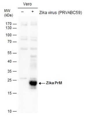 Western Blot: Zika virus prM Antibody [NBP3-13193]