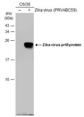 Western Blot: Zika virus prM Antibody [NBP3-13260]