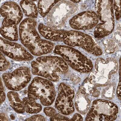 Immunohistochemistry-Paraffin: Zinc finger and BTB domain-containing protein 9 Antibody [NBP1-92611]