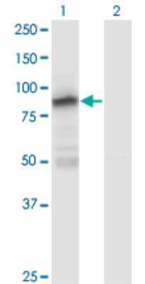 Western Blot: Zinc finger protein 287 Antibody (1A2) [H00057336-M12]