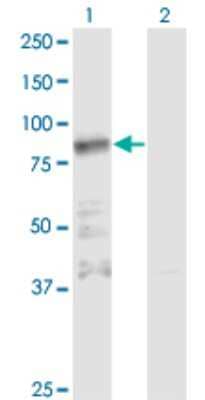 Western Blot: Zinc finger protein 287 Antibody (3E12) [H00057336-M11]