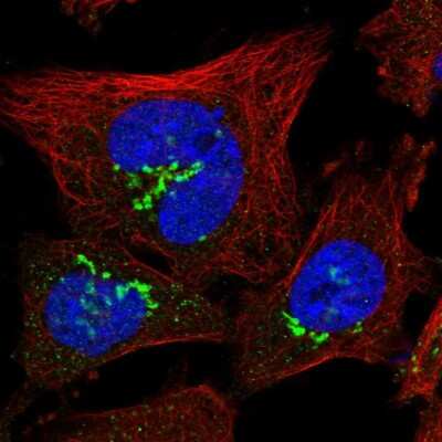 Immunocytochemistry/ Immunofluorescence: Zinc finger protein 287 Antibody [NBP1-82360]