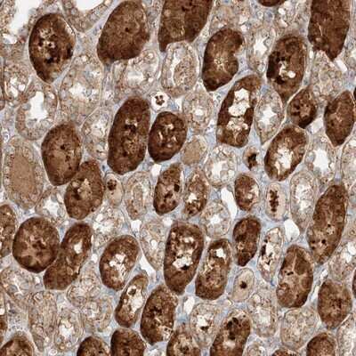 Immunohistochemistry-Paraffin: Zinc finger protein 287 Antibody [NBP1-82360]