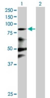 Western Blot: Zinc finger protein 287 Antibody [H00057336-B01P]