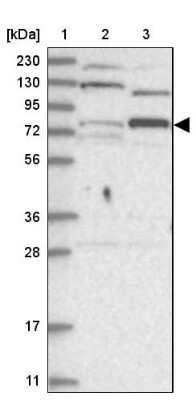 Western Blot: Zinc finger protein 287 Antibody [NBP1-82360]