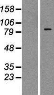 Western Blot: Zinc finger protein 287 Overexpression Lysate [NBP2-06608]